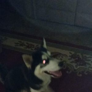 Meet your Posher, Patty